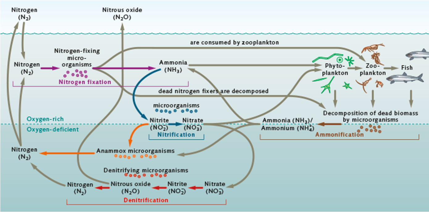 Making Nitrogen Available The Nitrogen Cycle Firmelements